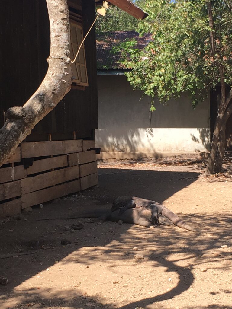 Indonesia Padar Island 印尼 帕達爾島
科莫多龍 Komodo Dragon